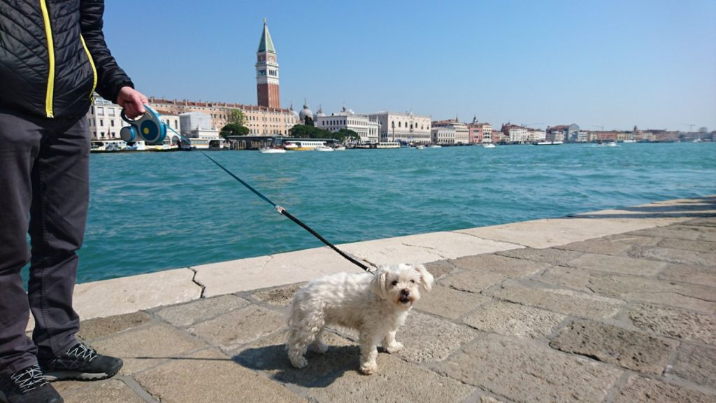 Sightseeing mit unserem Hund beim Punta della Dogana in Venedig.